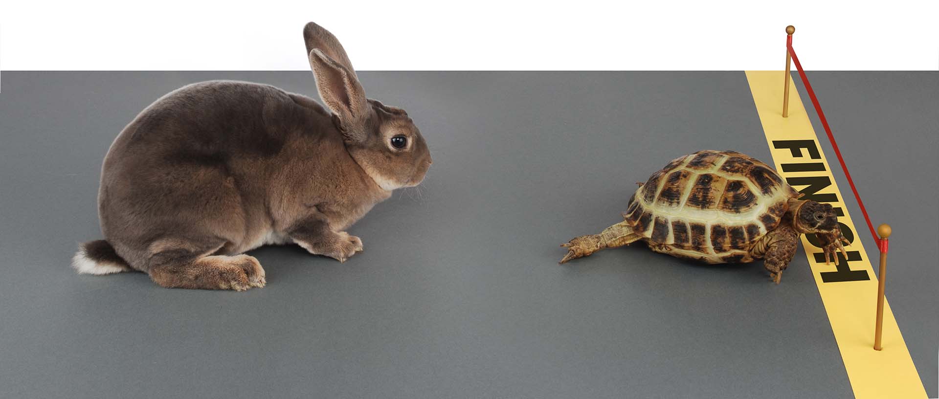 The Benefits of Running a Motor Slower for Longer. The picture depict the tortoise and hare with the tortoise winning the race